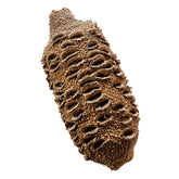 Banksia Nuts for Turning