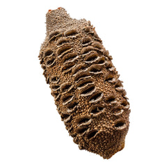 Banksia Nuts for Turning