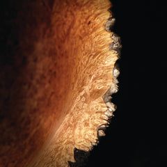 Odie's Dark Wax, 9 oz.